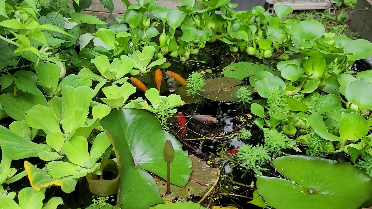 a Backyard Pond