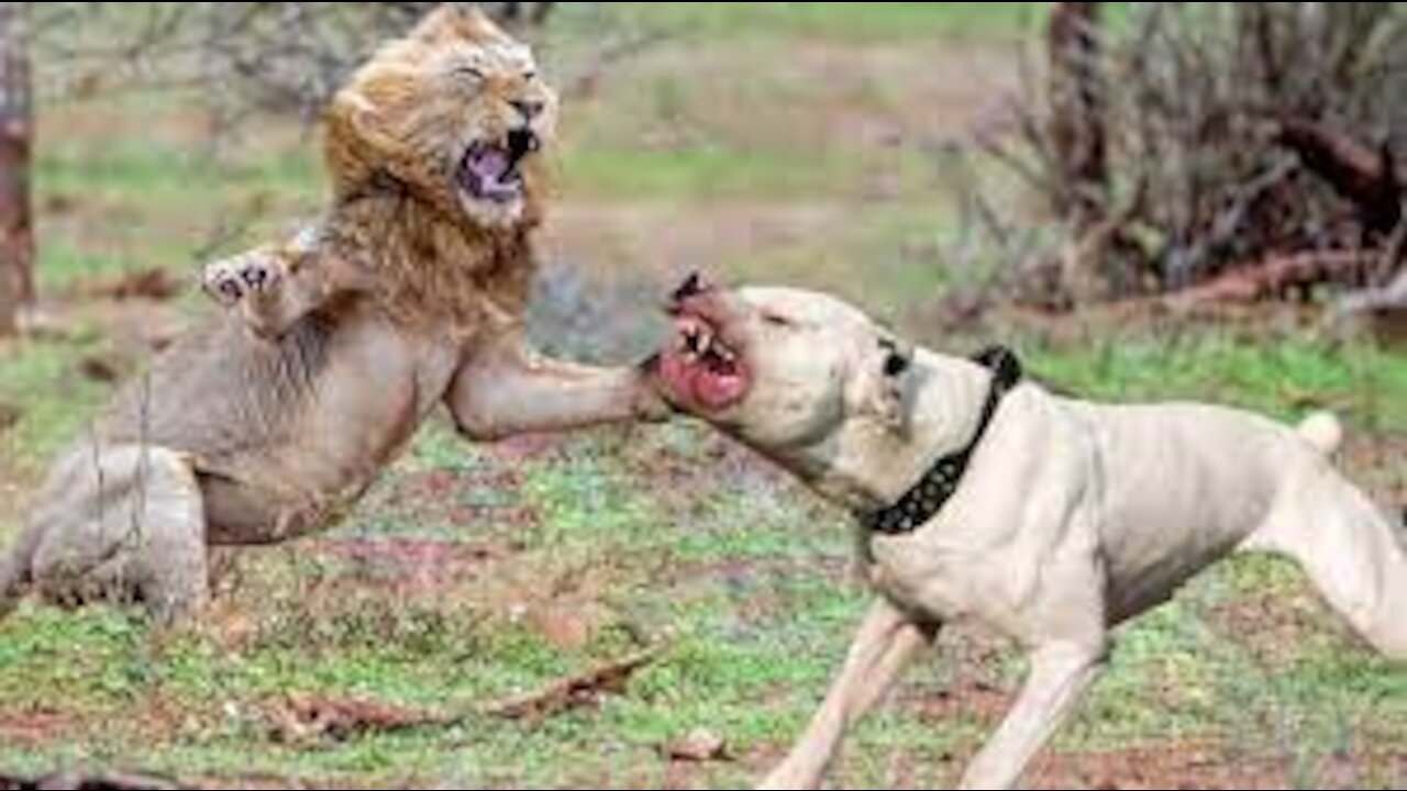 Funny Fake Lion & Fake Tiger Prank to Dog