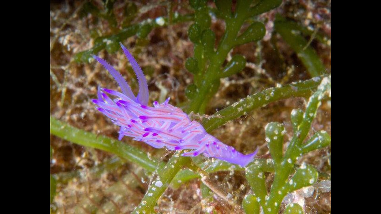 Coryphellina species