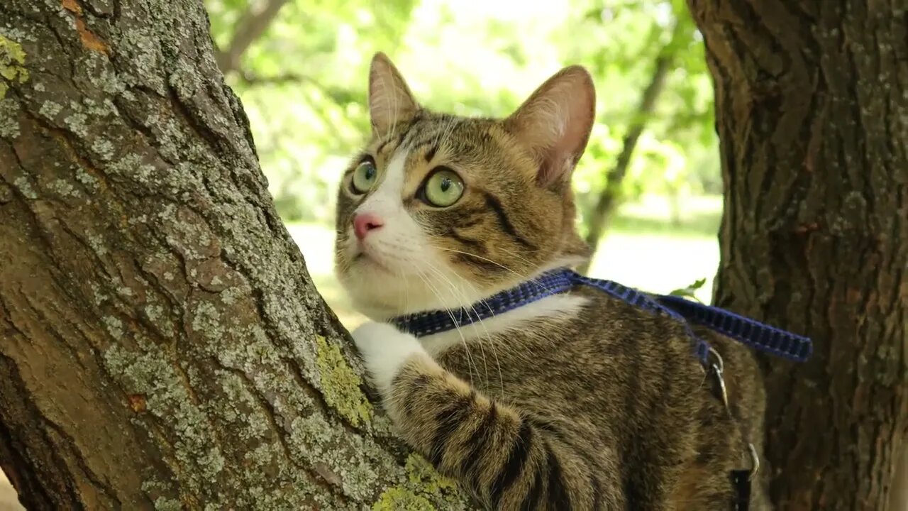 Evil Birds Tease the Poor Cat in the Tree