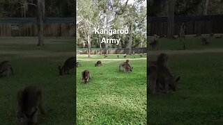 army of kangaroos #shorts #short #subscribe #youtube #sub #youtuber #kangaroo #wildlife #animals