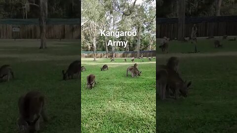 army of kangaroos #shorts #short #subscribe #youtube #sub #youtuber #kangaroo #wildlife #animals