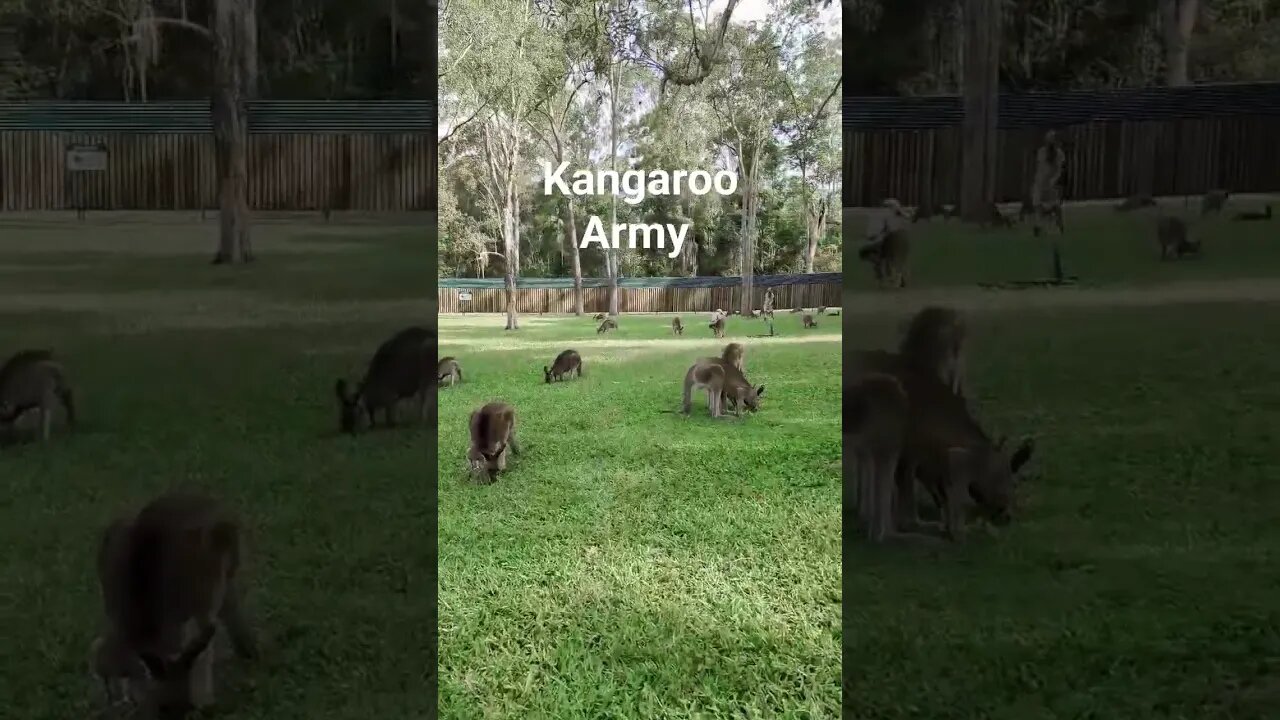 army of kangaroos #shorts #short #subscribe #youtube #sub #youtuber #kangaroo #wildlife #animals