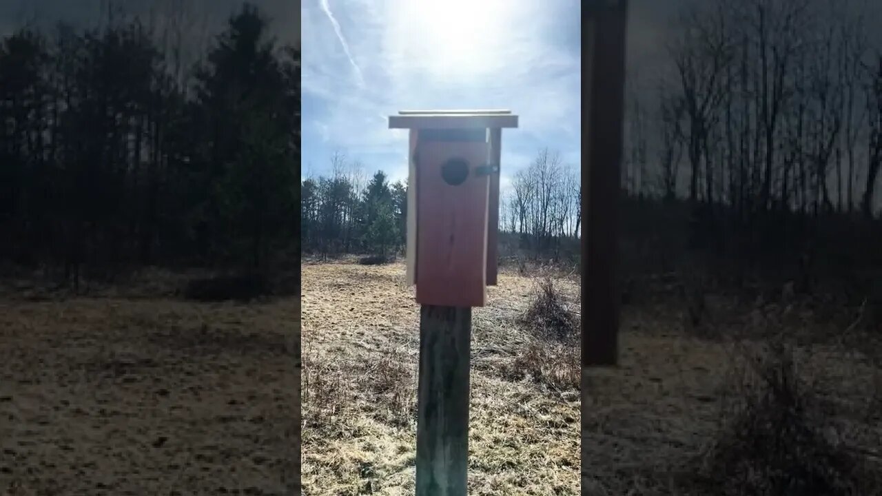 New bluebird house