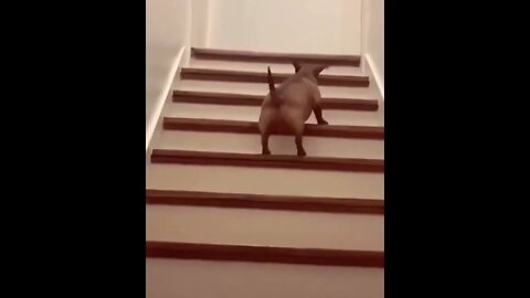 The Way It Hops Up The Stairs