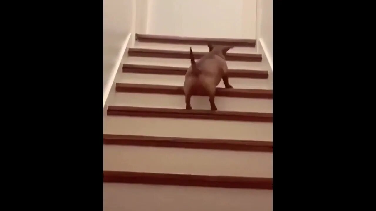 The Way It Hops Up The Stairs
