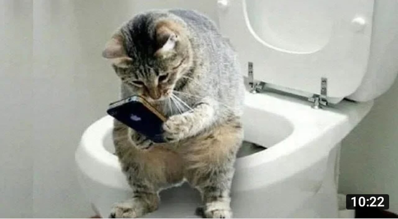 Cute Pets And Funny Animals Compilation- Pets Garden, Pets Garden.