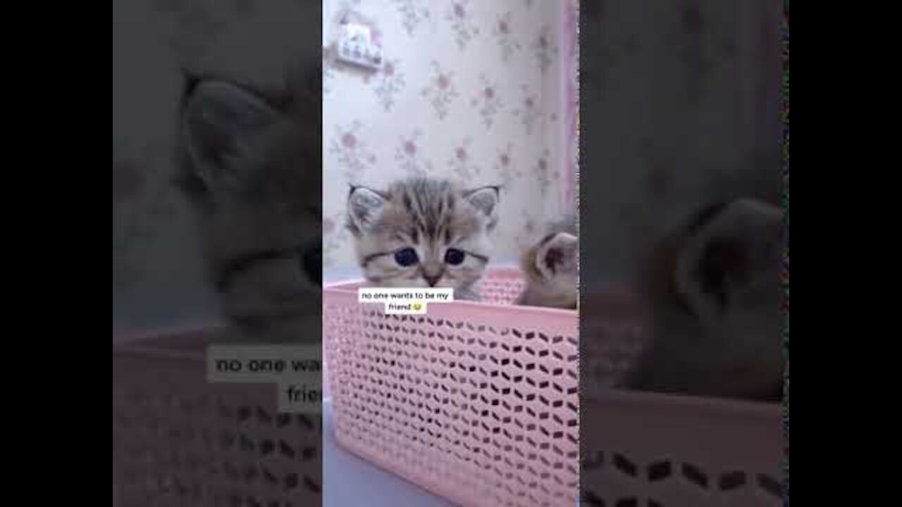 Kittens feel lonely, no one to be my friends, cute kitten, cute cats