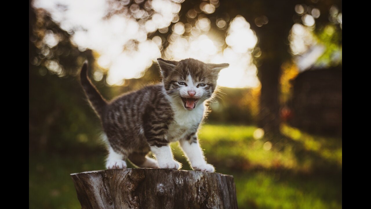 ANIMAL FANÁTICO Eles são tão adoráveis