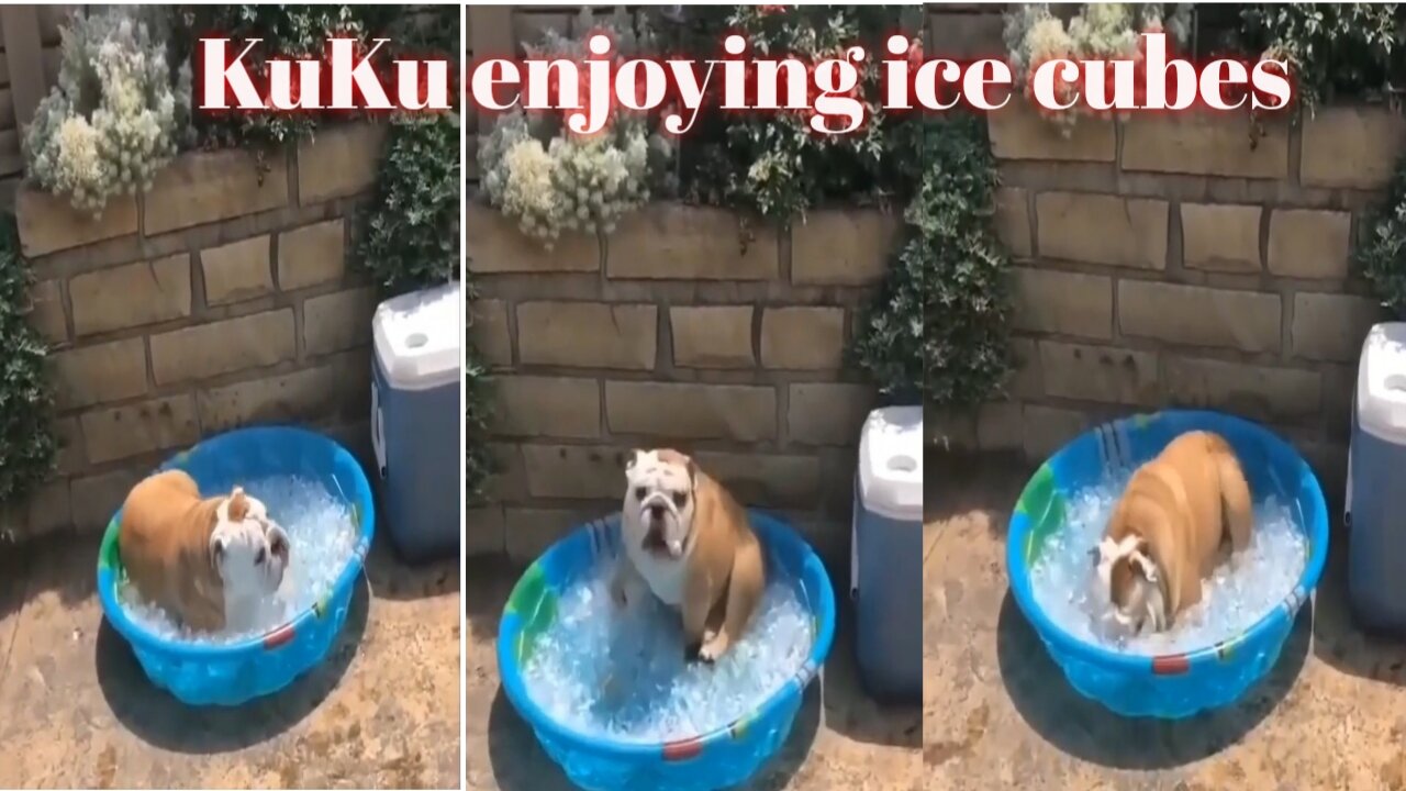 KuKu dog enjoying ice cubes 😲😲