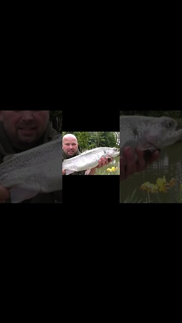 Monster Rainbow Trout