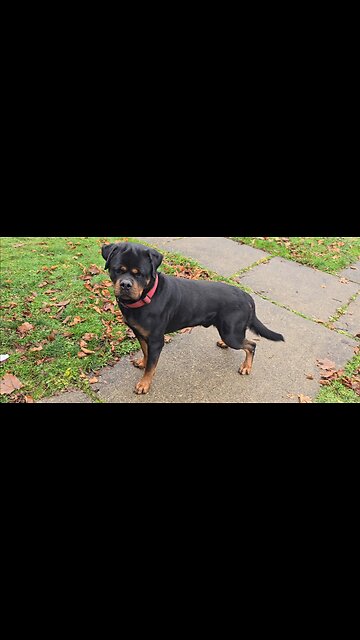 Sire at Doneyunorotties