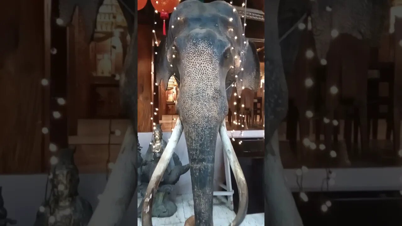 Elephant at the Gangaramaya Temple. #shortvideo