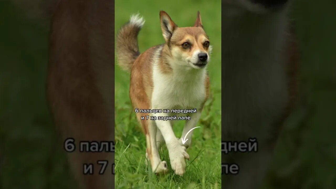 #shorts Смешные Собаки Из Тик Тока 239 Funny Dogs From Tiktok