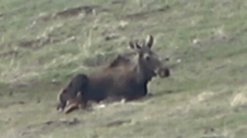 Newborn moose can hardly stand up! Just born!