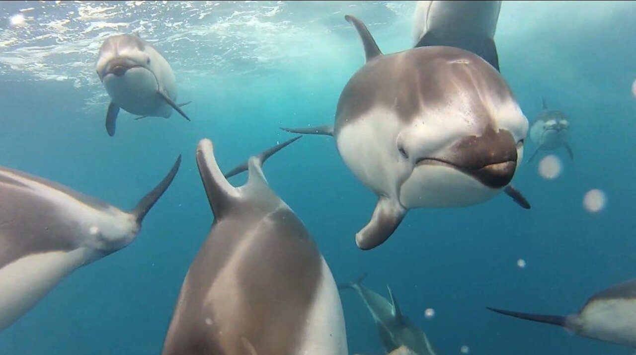 Wild Dolphins Swimming in HD Compilation ◕‿◕