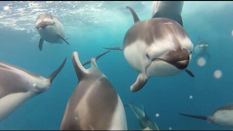 Wild Dolphins Swimming in HD Compilation ◕‿◕