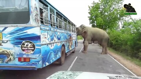 A severe elephant attack on a bus People fall down in fear 14