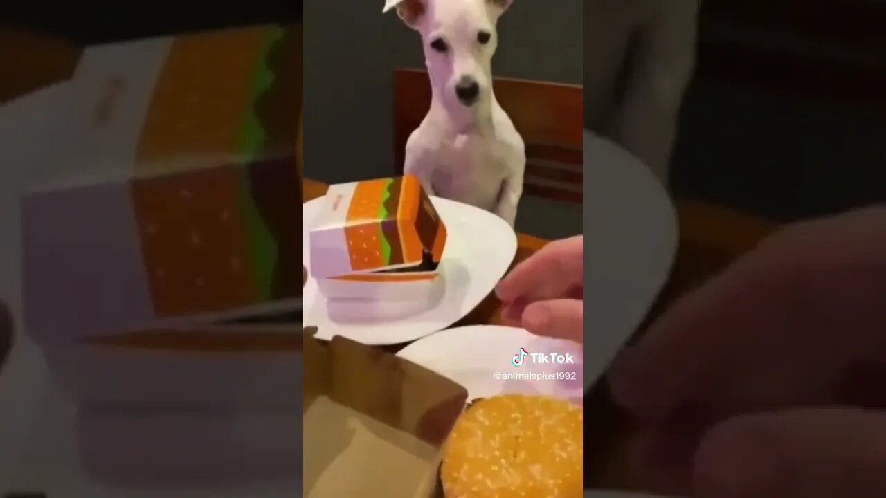 Funny Dog TikTok