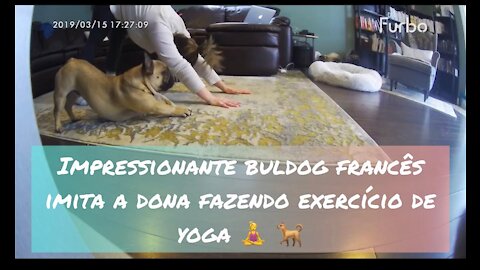 Impressionante !! Bulldog Francês imita sua Dona em Exercício de Yoga!!