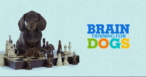 Dog brain training review