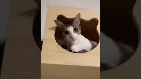 Best Funny Cat Videos Funniest Cats Funny Animal Videos Best Services #shorts #short