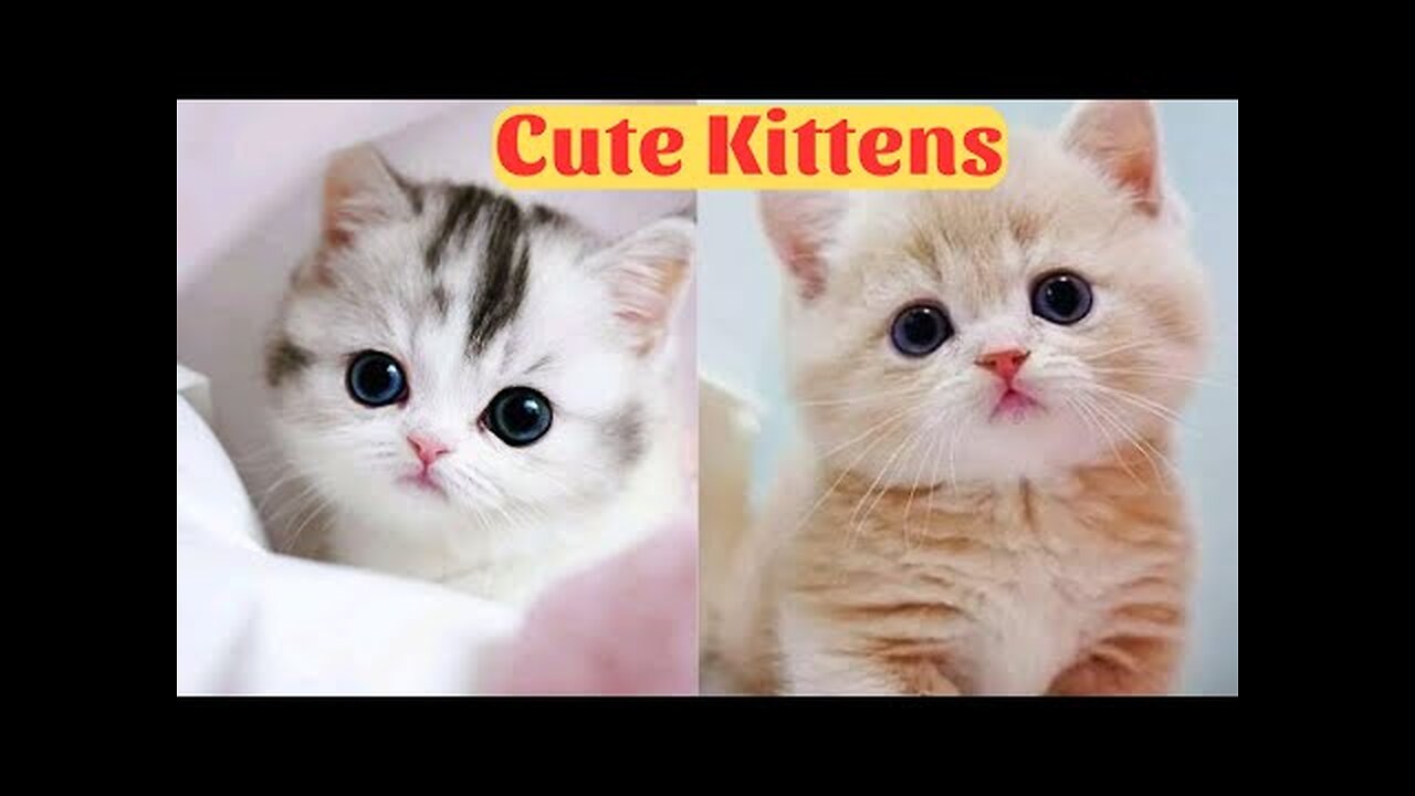 Cute Kittens - Funny and Cute Cat Videos Compilation 2023