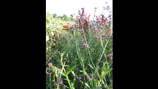 A Quick Hello Verbena September 2021