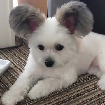 Just Look At Those Ears