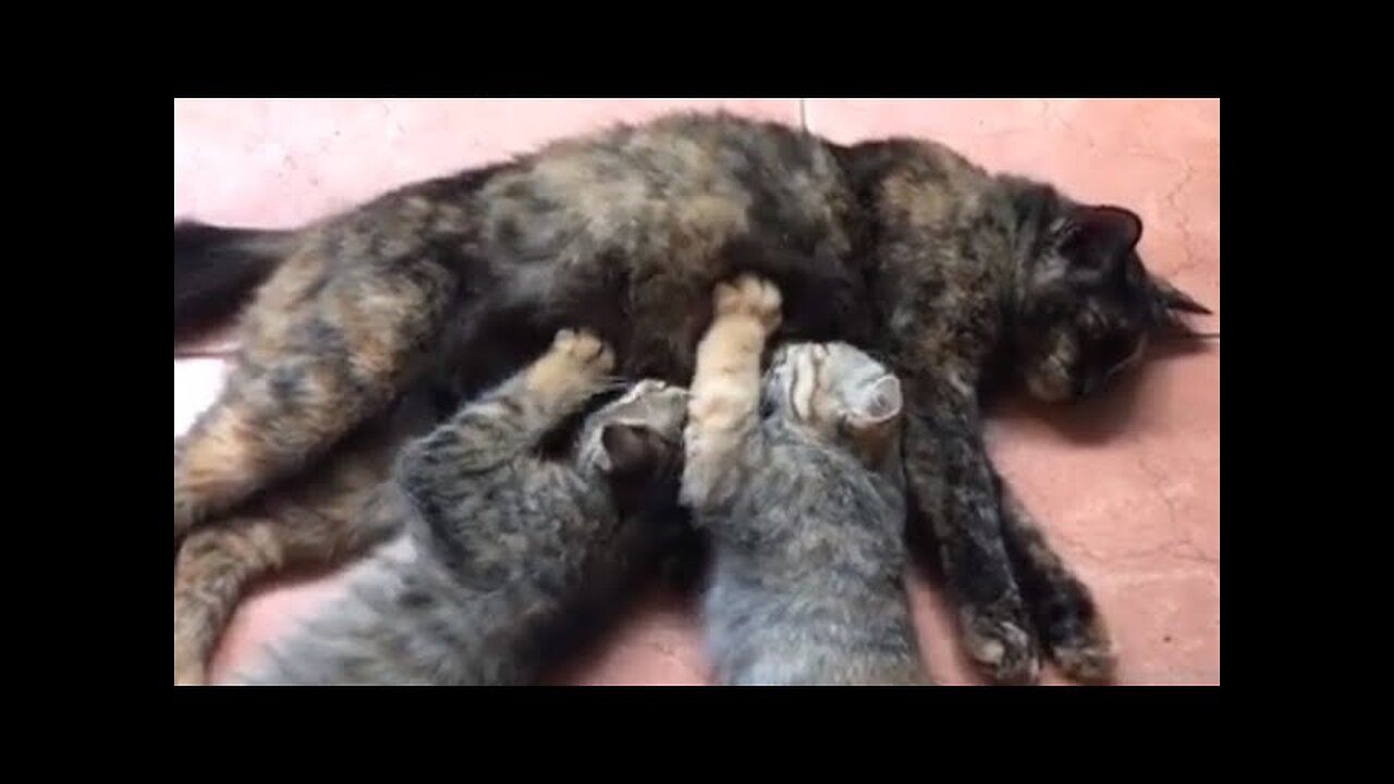 HILARIOUS Kittens fighting over milk 😂