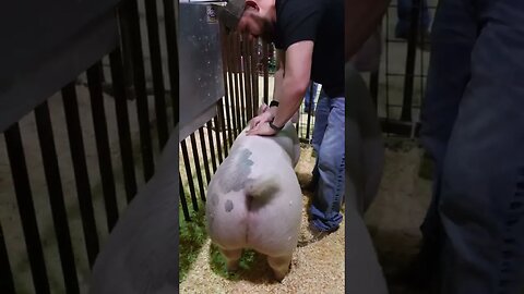 Showpigs get Chiropractic Adjustments!