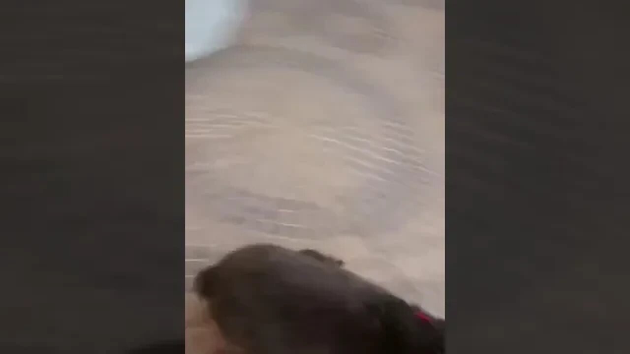 cachorrinho feliz