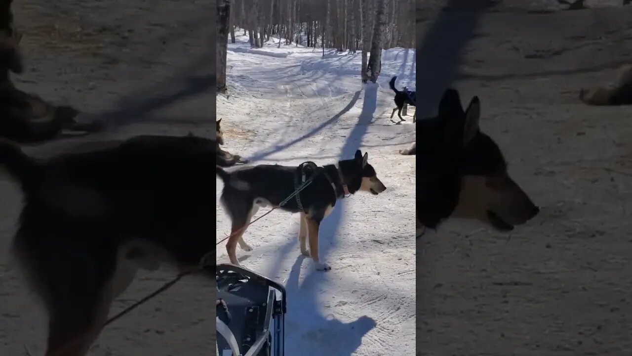 Dogs Playing in the Snow