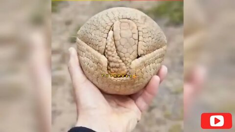 এই প্রাণী টা আপনারা কখনো দেখেন নি