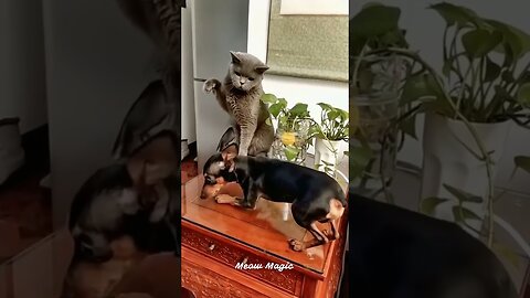 Funniest Dog and Cat Moments! 😂🐶😸