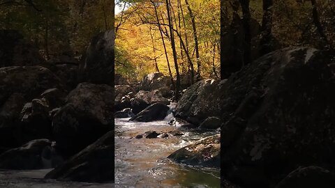 A Rocky River in the Forest