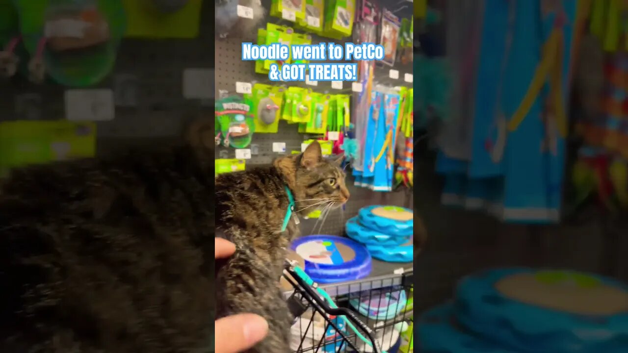 Cat in a store 🙀 | Noodle goes to PetCo! #shorts#cats#smartcats#cutecats