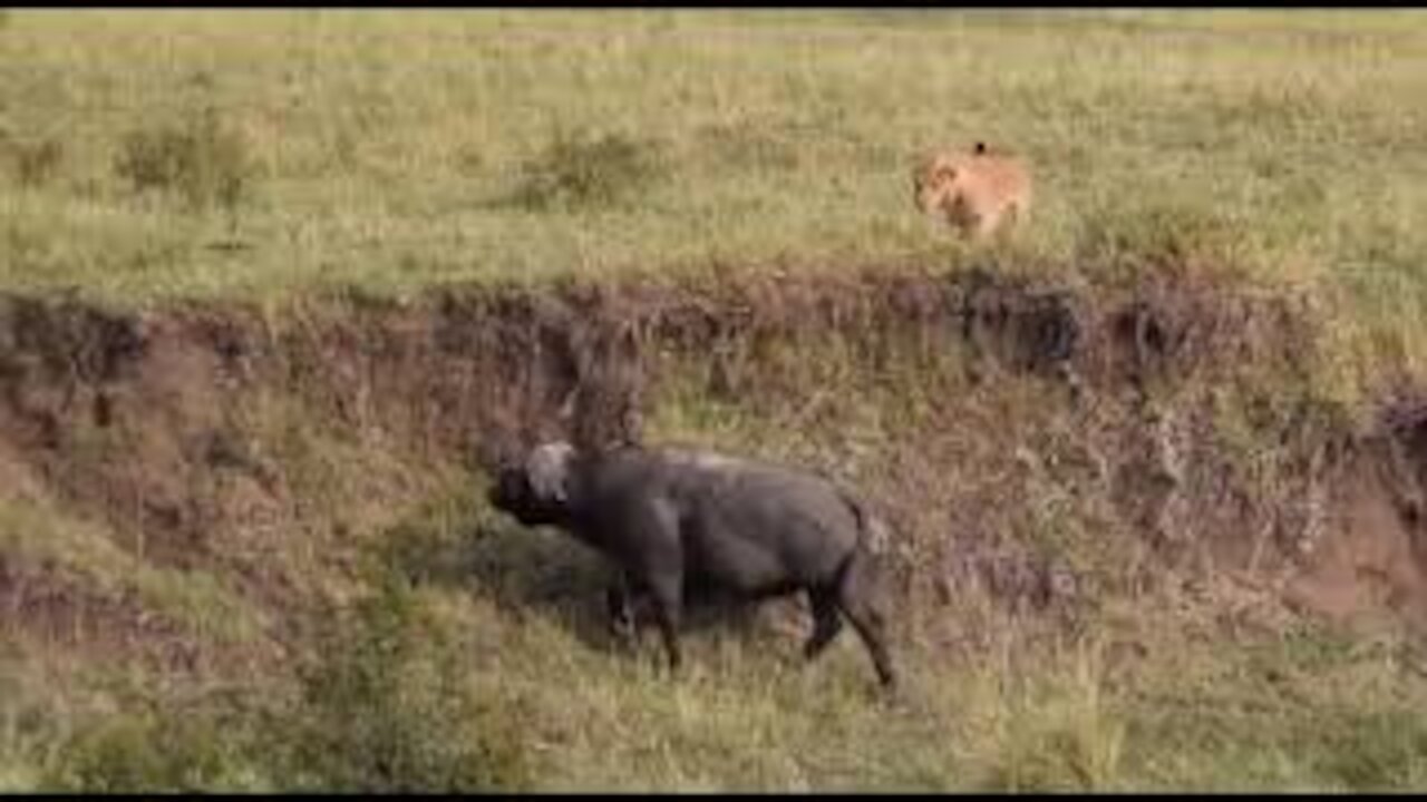 Buffalo alone plunged into the Lions' trap ring - Harsh Life of Wild Animals, Elephant