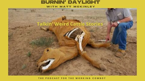 Talkin' WEIRD Cattle Stories