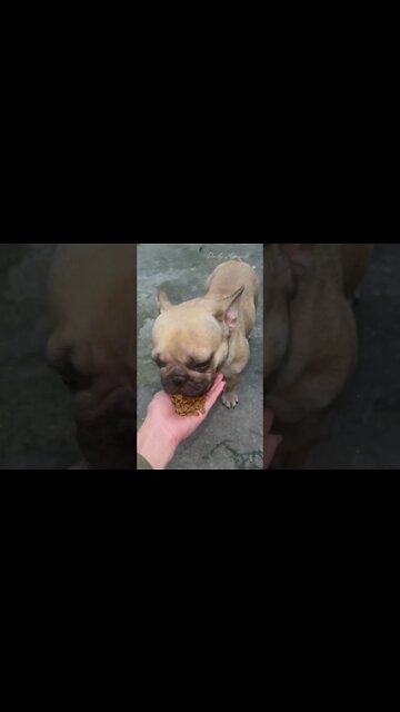 The dog showed off more after 1 month of recovering from a serious illness, I was rescued from death