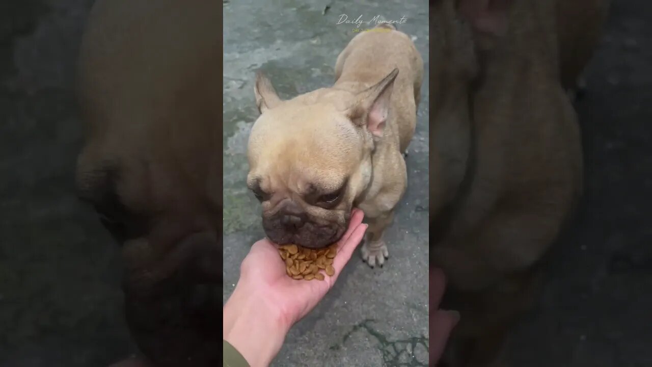 The dog showed off more after 1 month of recovering from a serious illness, I was rescued from death