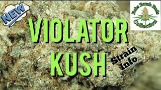 Violator Kush