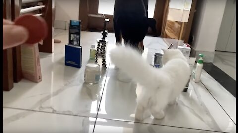 CAT vs DOG Obstacle Challenge