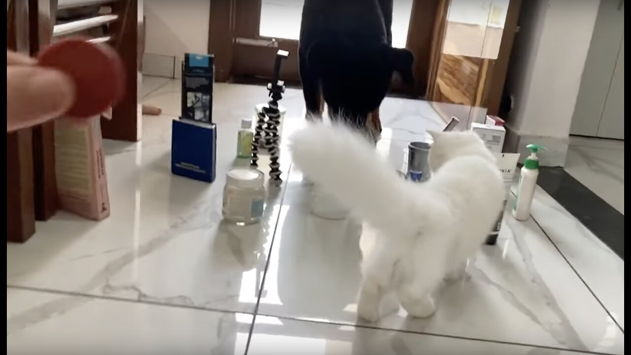 CAT vs DOG Obstacle Challenge