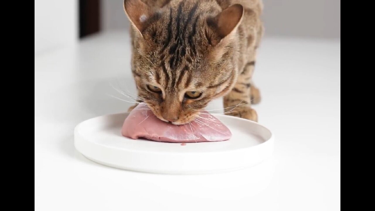 Cat eats fresh meat