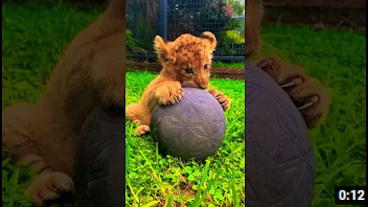 you love animals ? cute animals video | TikTok Compilations | #shorts #animals #tiktok