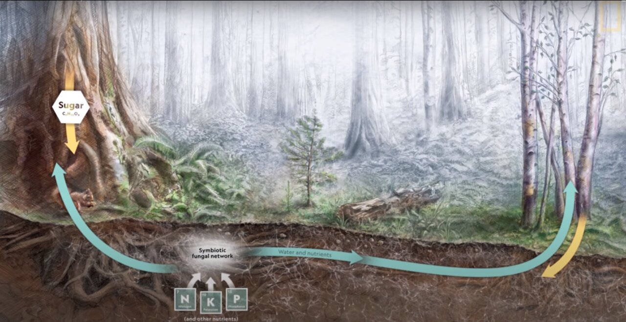 Trees Talk to Each Other Through An Ancient ‘Otherworld’ Network! Scientists Explain How!