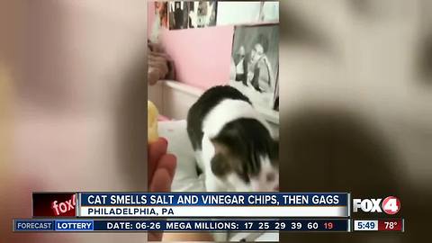 Cat smells salt and vinegar chips, gags