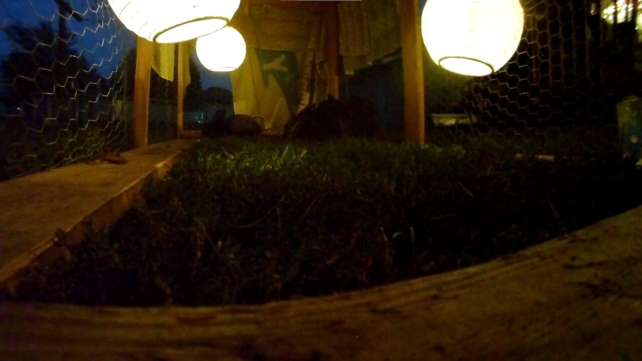 Rabbit City, After Dark!