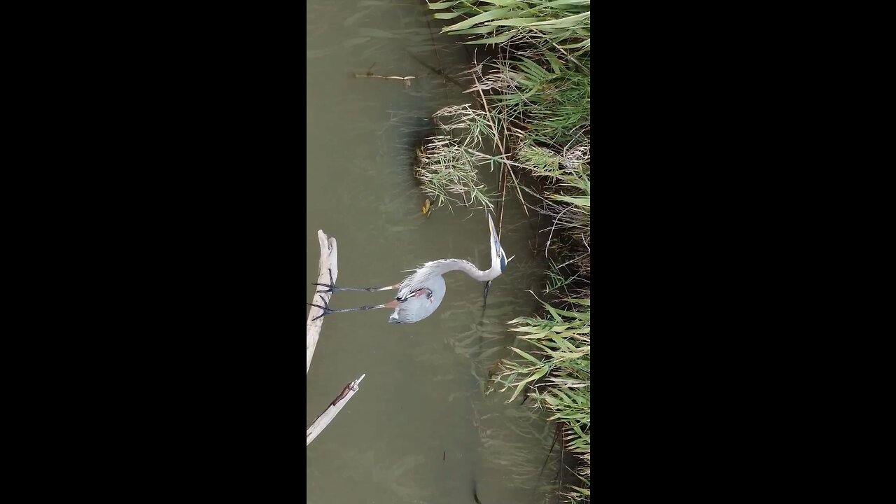 Drone chasing Bird